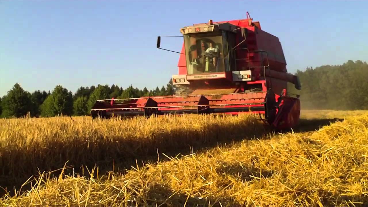 Braugerstenernte mit MF 38
