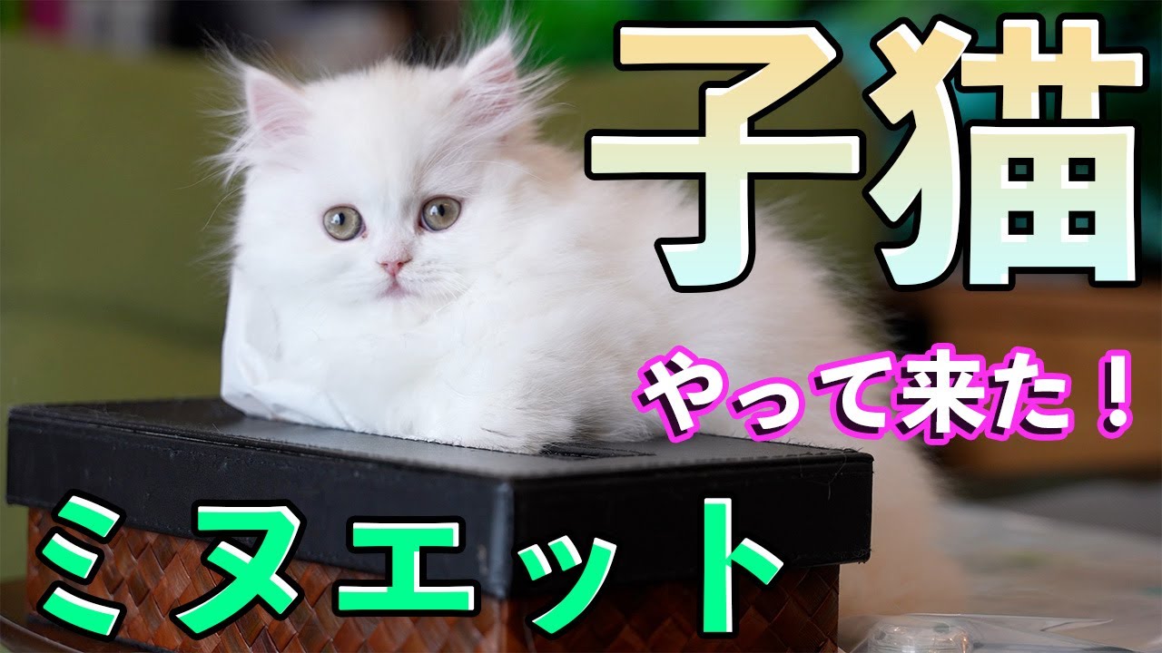 ミヌエットの子猫ちゃんがやってきた！新入りはるさめくん