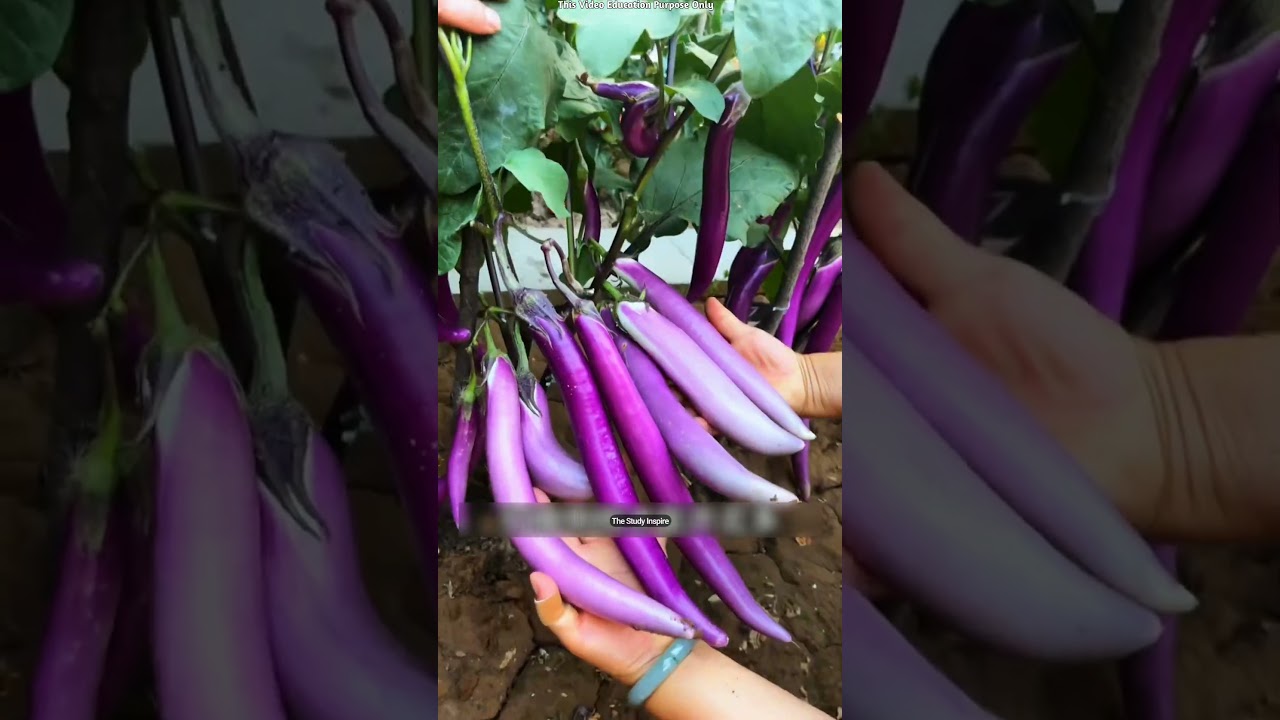 Why Do Farmers Cut Eggplant Branches! 🍆 😳 #shortsvideo