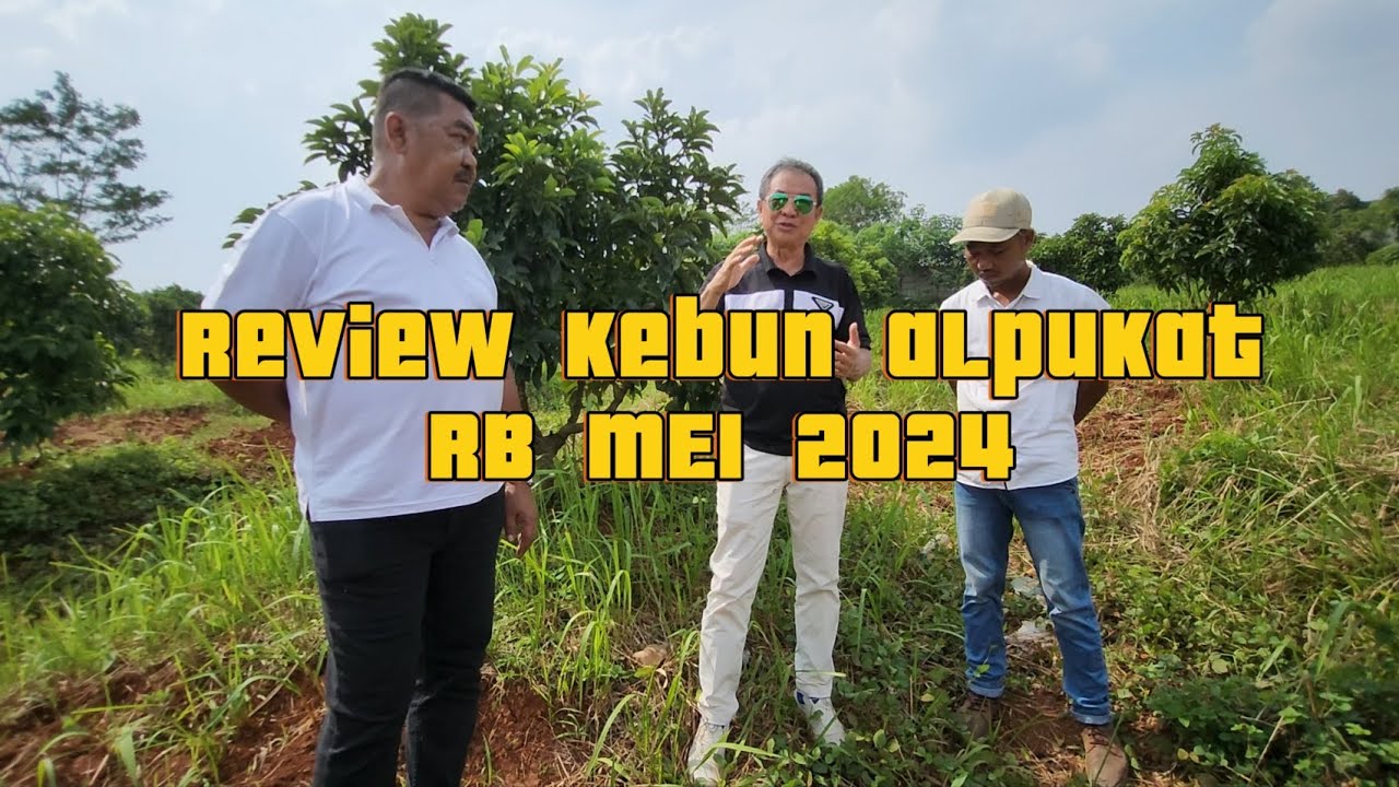 REVIEW KEBUN ALPUKAT RB SUBANG MEI 2024 BERSAMA PAK HENGKY KEBUN TAMORA