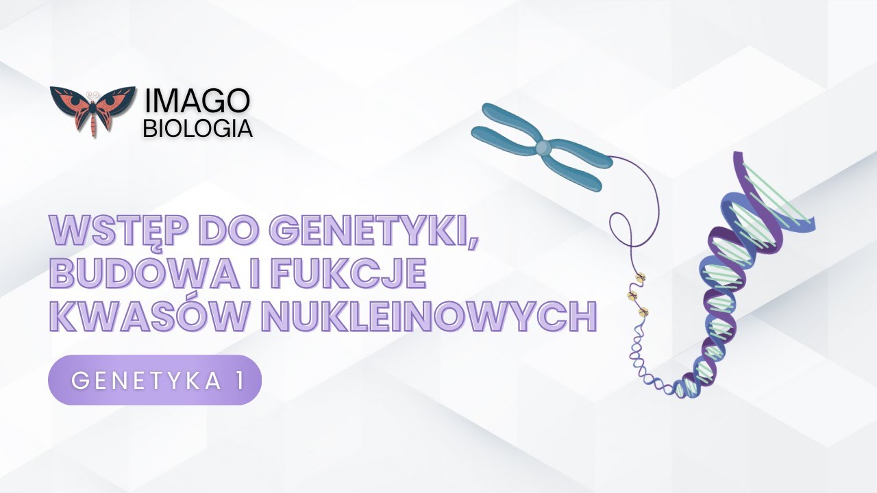 Wstęp do genetyki. Budowa i funkcje kwas&oacute;w nukleinowych
