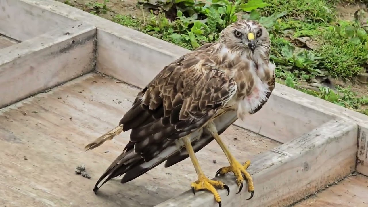 A very rare visitor at the farm today.