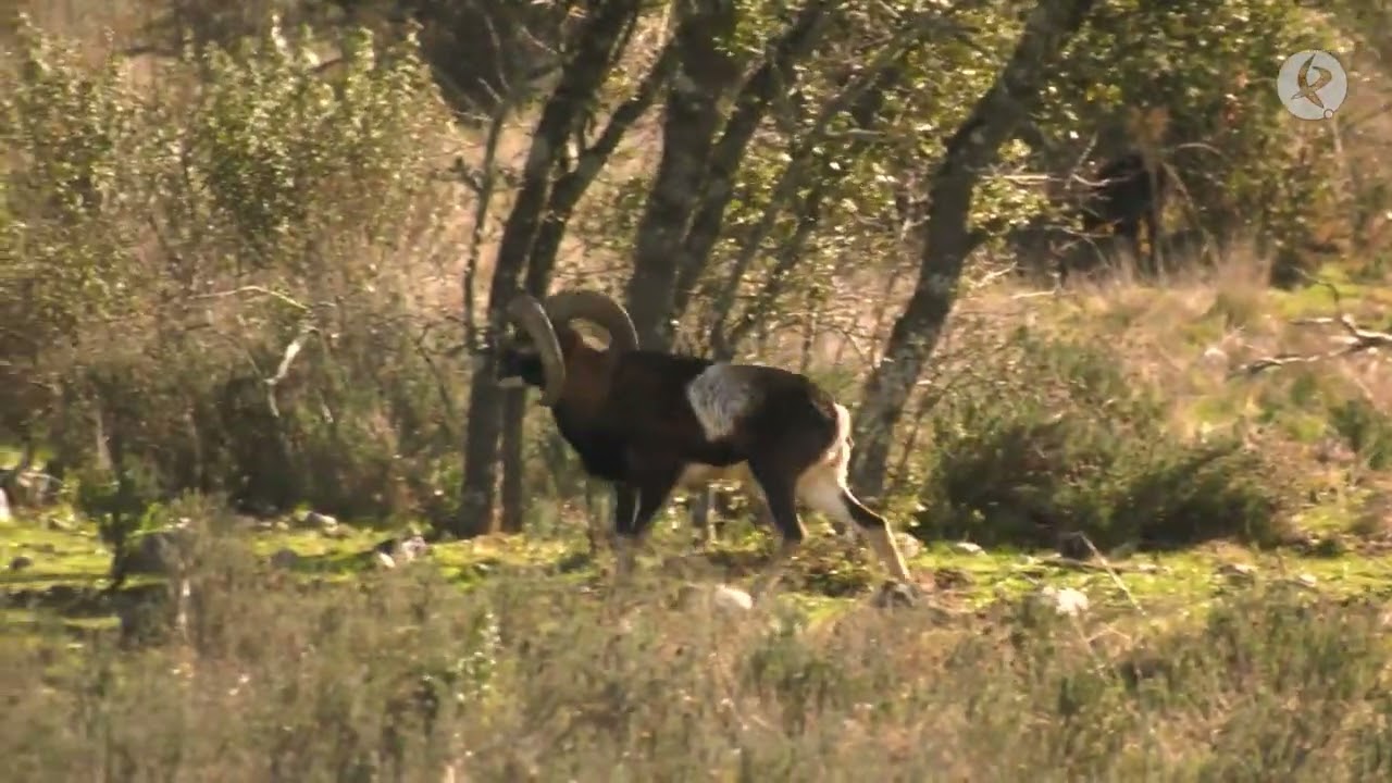 La caza de un animal gregario y escurridizo, el muflón | Cazadores de Lances
