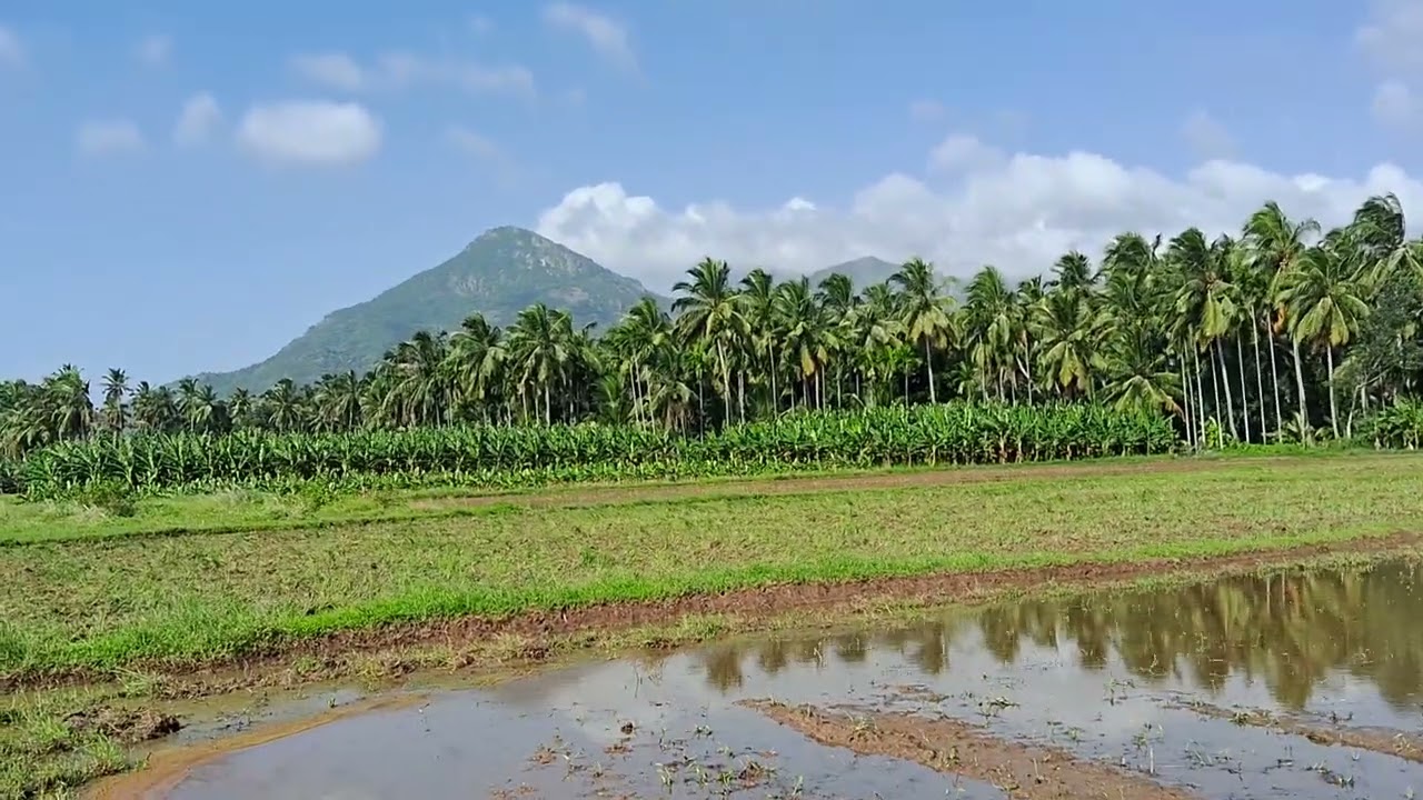 SOLD OUT Cheap rate  Agriland vayal sales Nagercoil Azhagiyapandipuram 80 cent. call. 80983 84895
