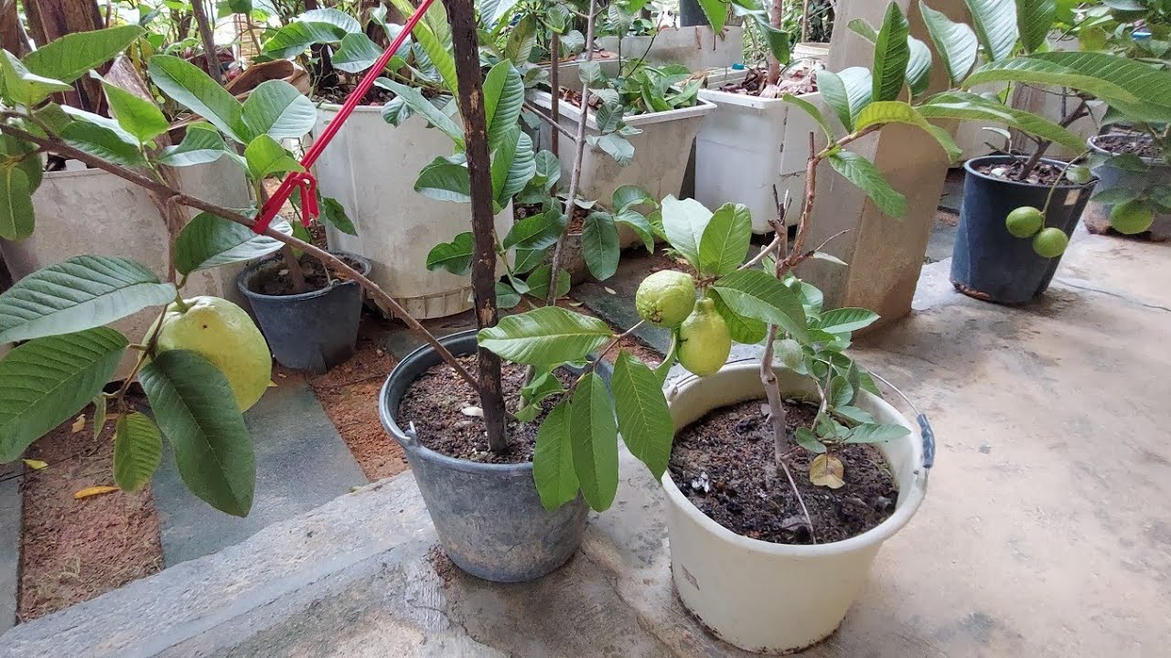 O segredo foi revelado, Como deixar frutíferas pequenas