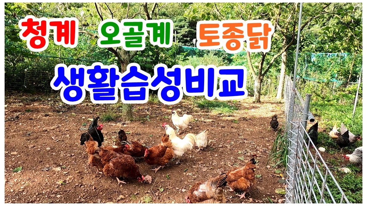 청계 오골계 토종닭들의 생활습성 비교.(Comparing the lifestyle of chickens.)