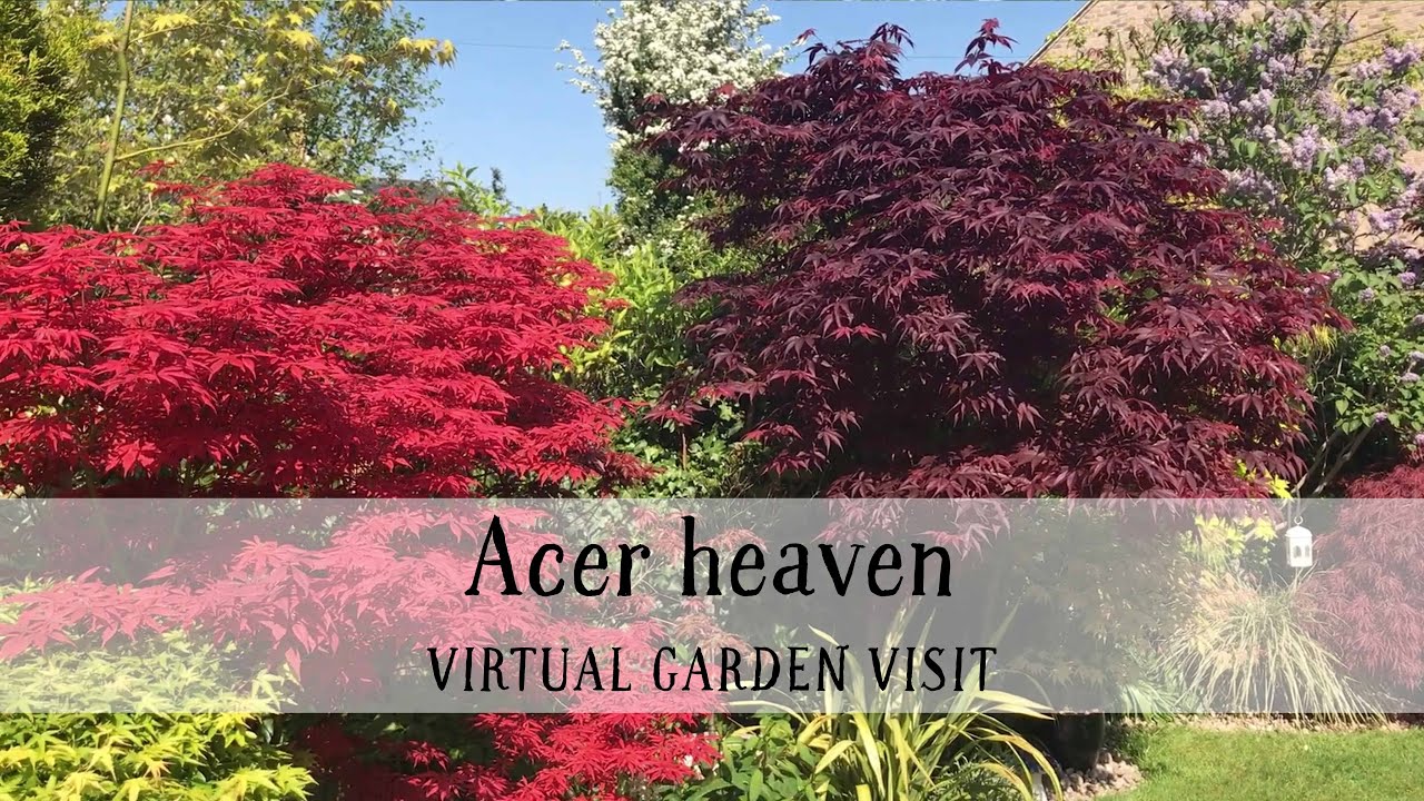 28 Houghton Road, Cambridgeshire: acer heaven