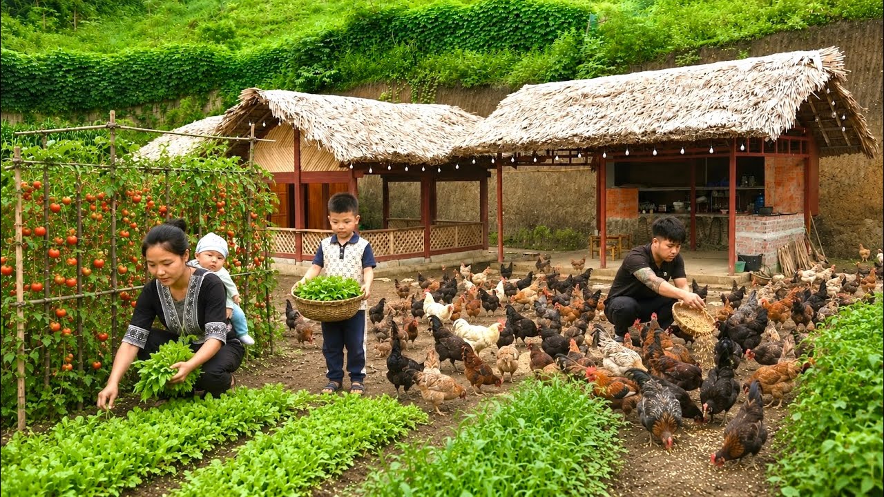 Harvesting vegetables after 15 days of care|CEO Max builds chicken farm and cooks traditional dishes