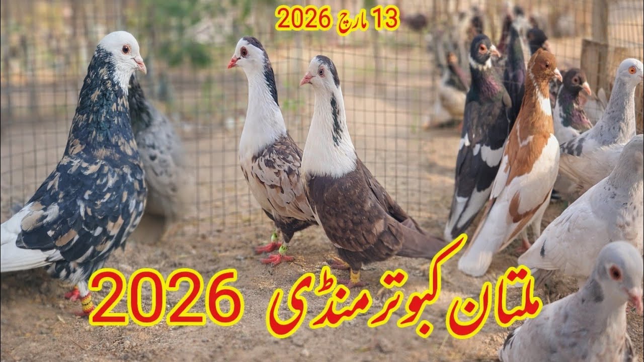 Multan Kabootar Mandi Today | Fighter Kabutar & Gola Kabutar | Ch Junaid Pigeons