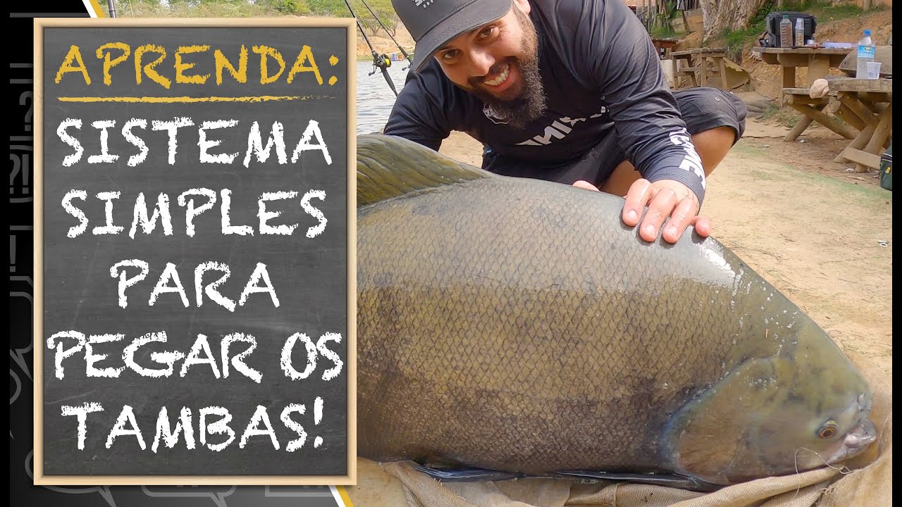 APRENDA: SISTEMA SIMPLES PARA PEGAR OS TAMBAS!! (TUTORIAL COMPLETO)