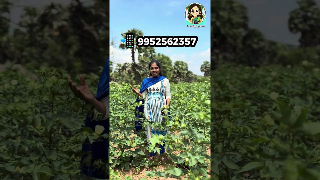 Farmland for sale #coimbatore #pollachi #kinathukadavu