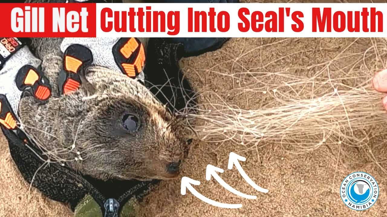 Gill Net Cutting into Seal's Mouth