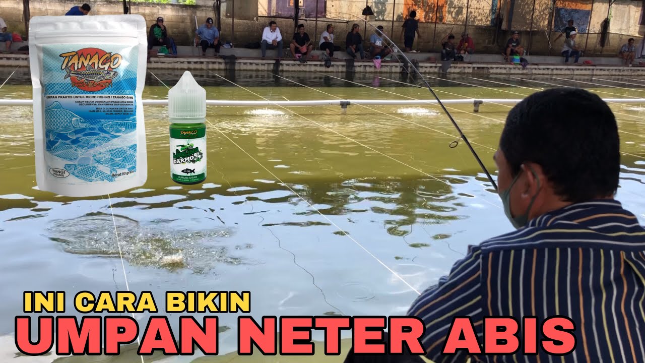 RACIKAN UMPAN TANAGO WANGI NETER BANGET