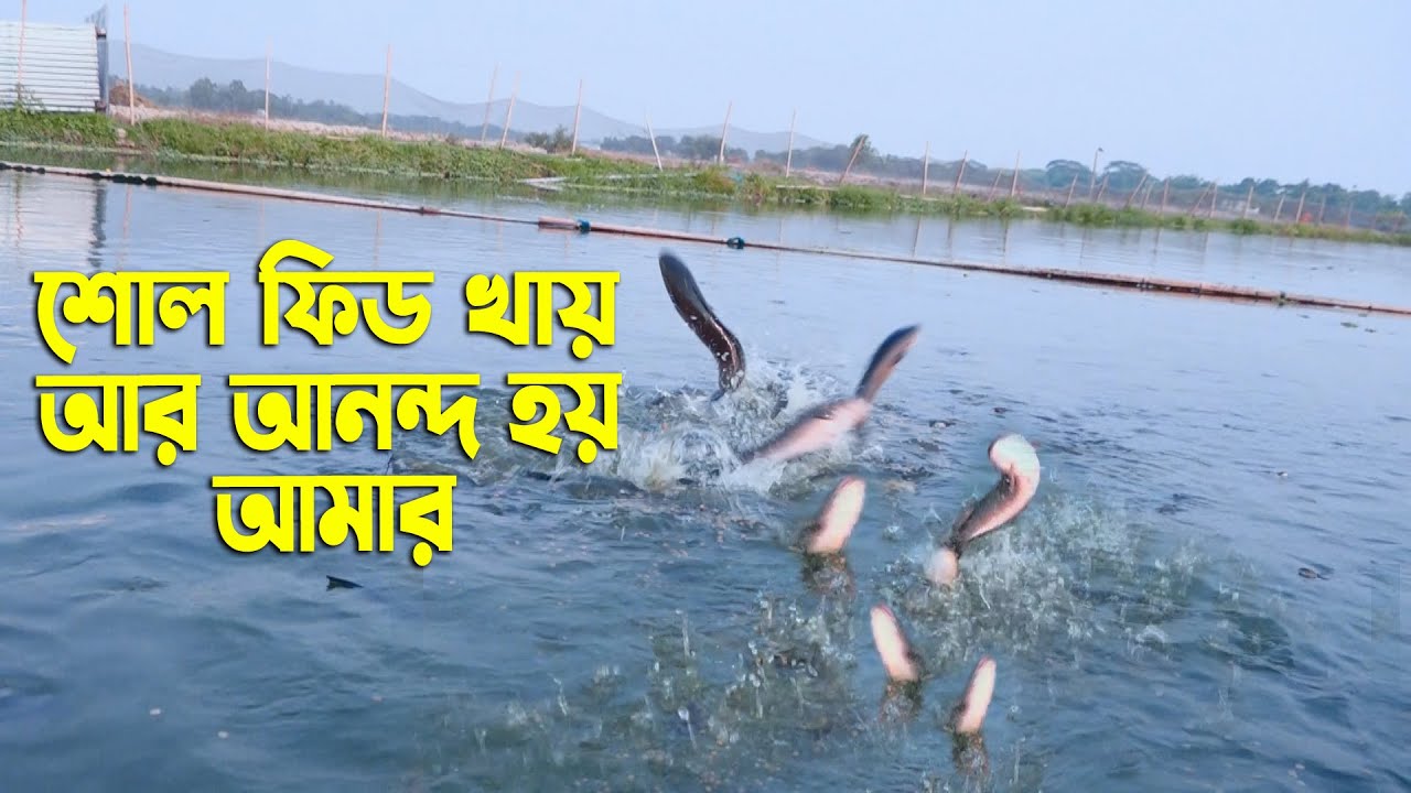 ফিড খায় মাছে আর আনন্দ হয় আমার || Vietnam Snake Head Fish Cultivation in Bangladesh || Agro24 Bangla