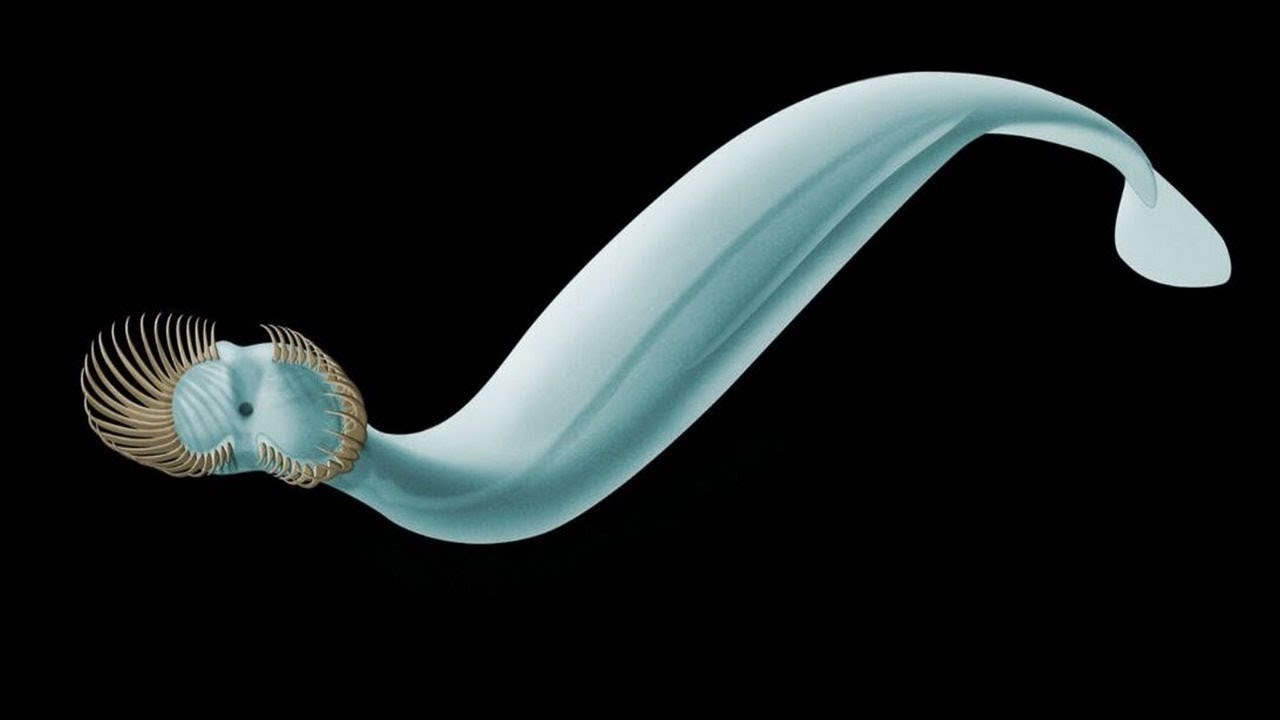 Scientists: identify the new sea worm.