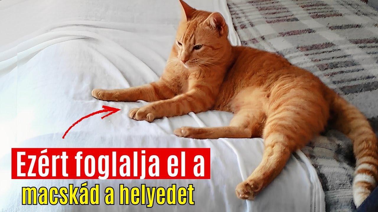 HA A MACSKÁD ELFOGLALJA A HELYEDET, EZZEL PRÓBÁL ÜZENNI NEKED…