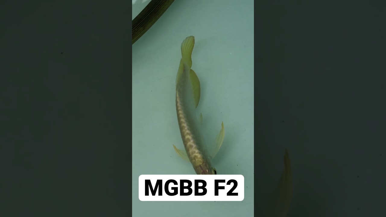 mgbb f2 taning guna lampu aro 10