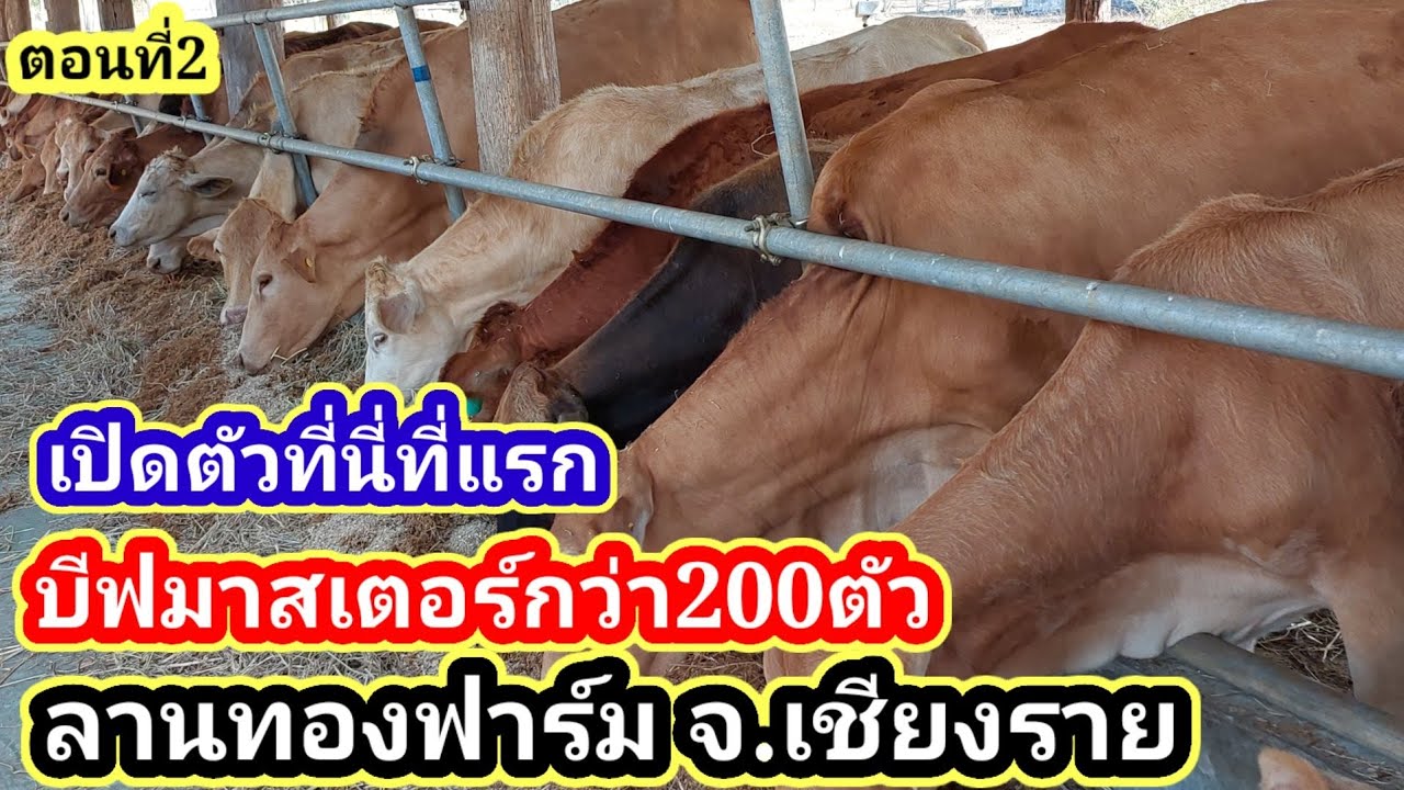 ที่นี่ลานทองฟาร์มเชีบงราย เลี้ยงบีฟมาสเตอร์ต้นน้ำกว่า200ตัว โดยพัฒนาจากแม่พื้นฐานEp2#พูดจาภาษาวัว