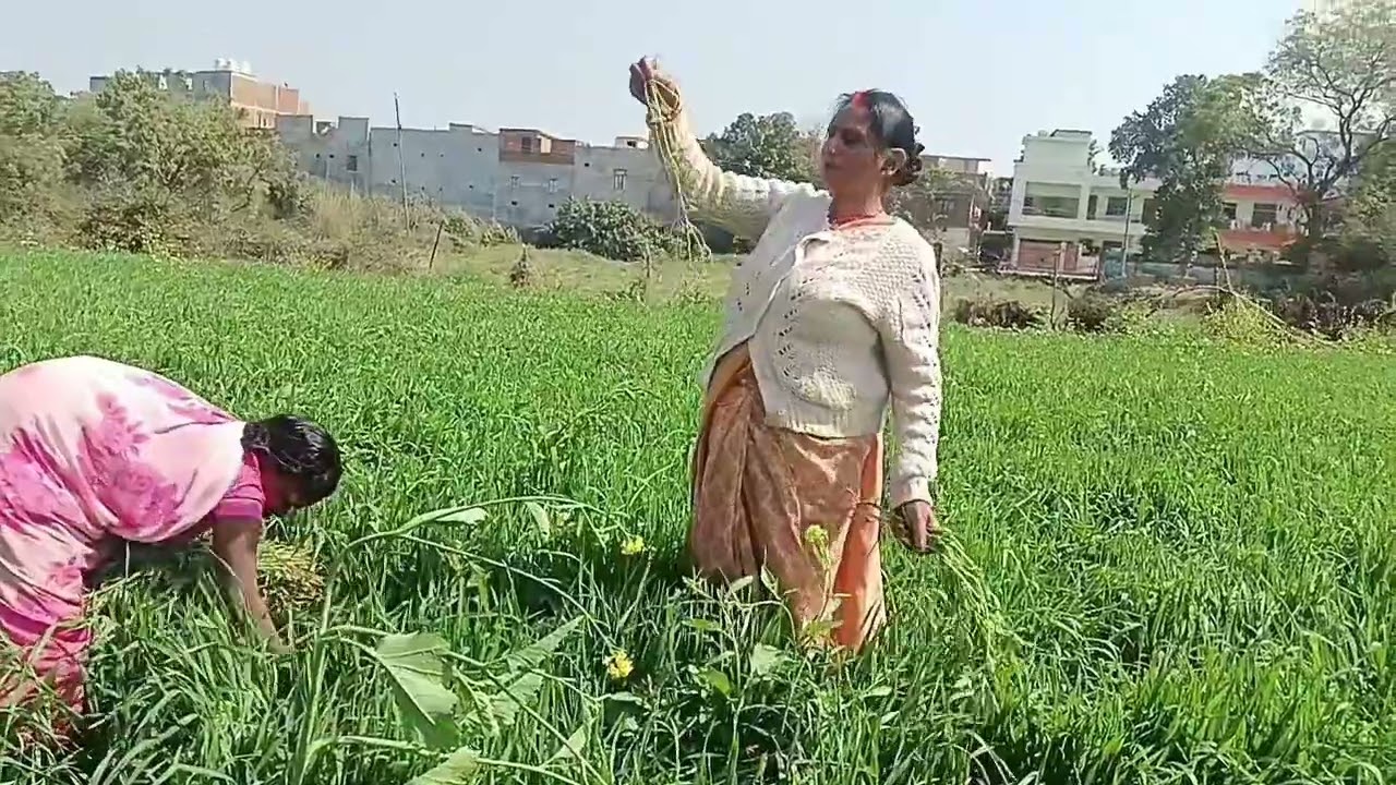 आज गेहूं के खेत #में गए हैं दोस्तों
