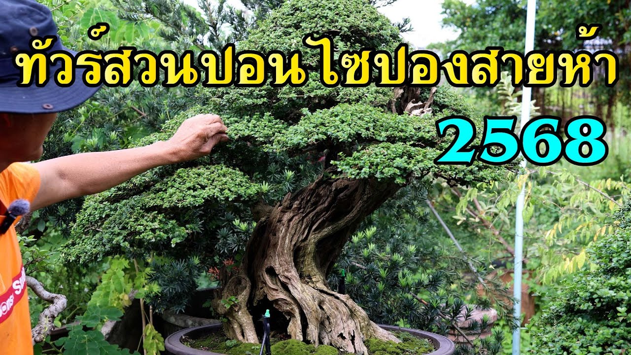 ทัวร์สวนบอนไซปองสายห้า กันยายน 2568 [Tour Station] EP.51