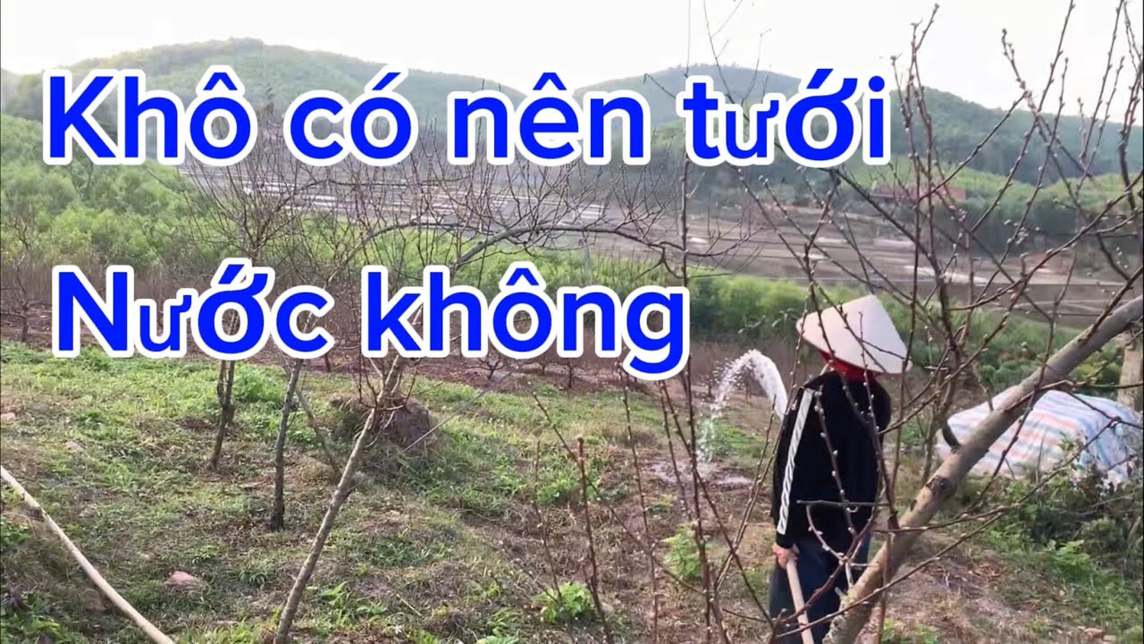 Thời Tiết Hanh Khô Lâu Ngày 🌬️ Nụ Đào To Có Nên Tưới Nước không 