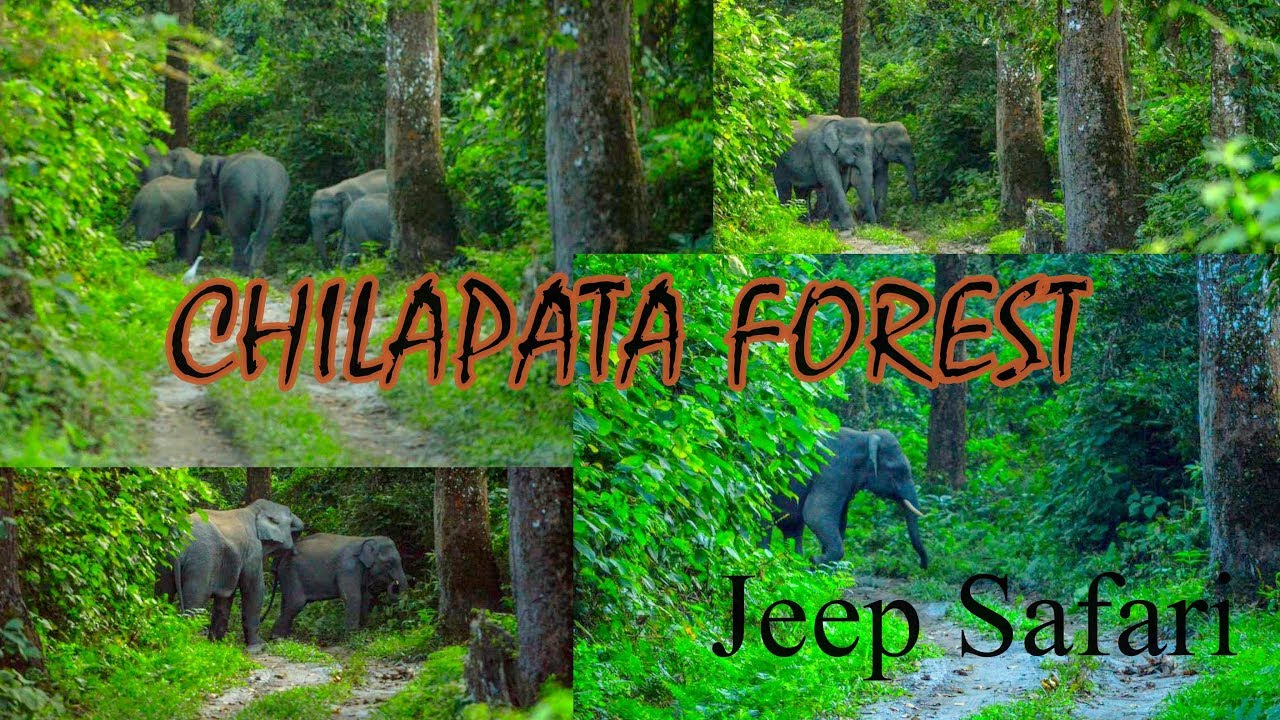 Chilapata Forest// Jeep Safari | Dooars | Encounter with a herd of elephants