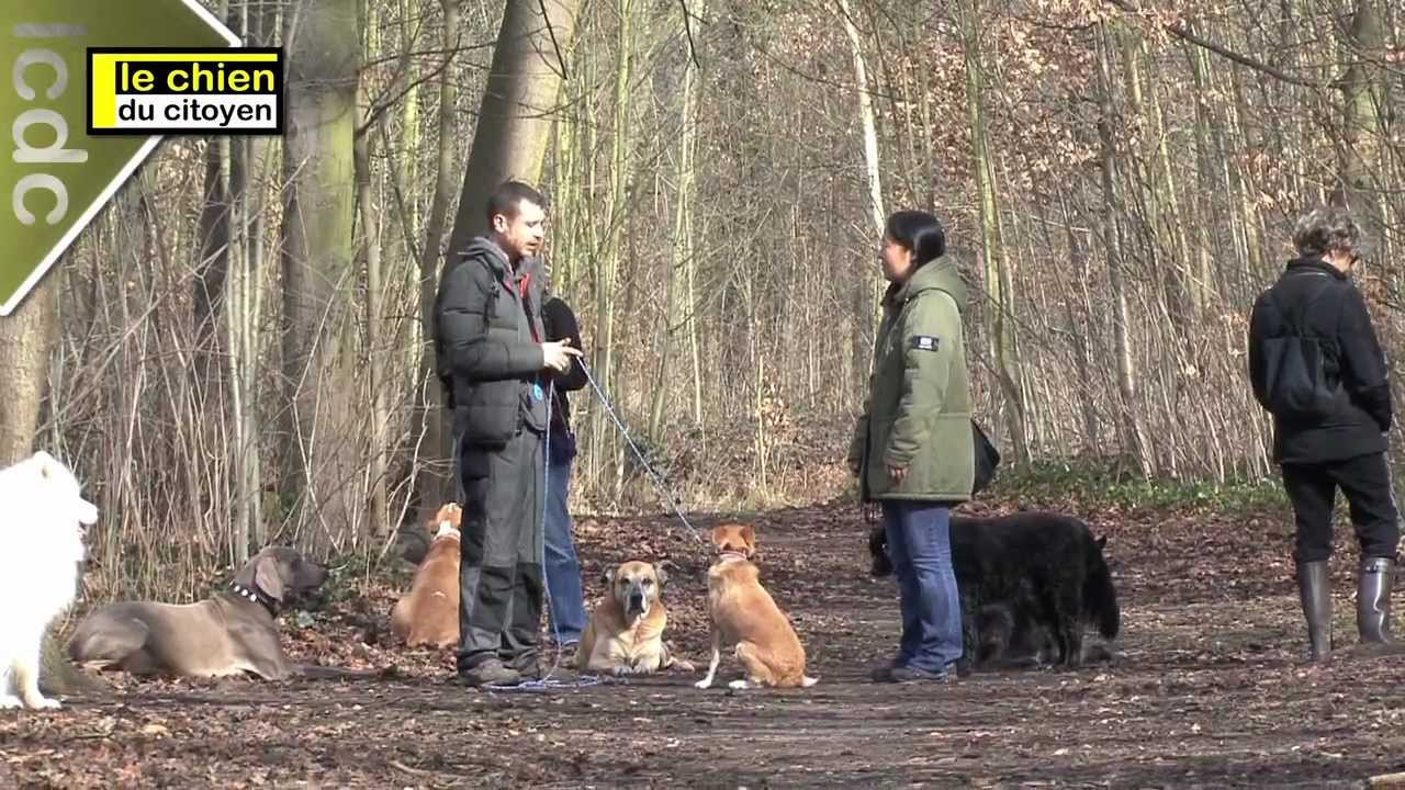 Comment apprendre le rappel à son chien ? (partie 1)
