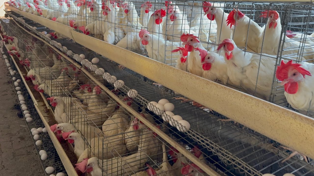 Collection Murgi Hen Harvesting Egg On Poultry Farming | Poultry Farming Business |( Part 24