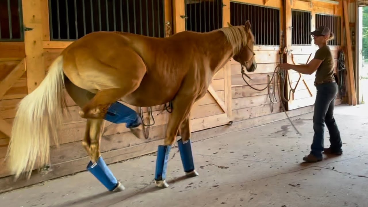 Horses Wearing Fly Boots For The First Time