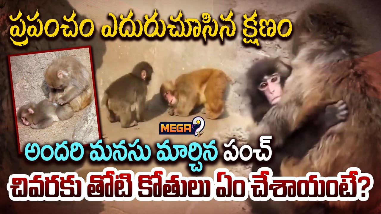 Special Story on Japan Punch Baby Monkey : ప్రపంచం ఎదురుచూసిన క్షణం | Mega9tv