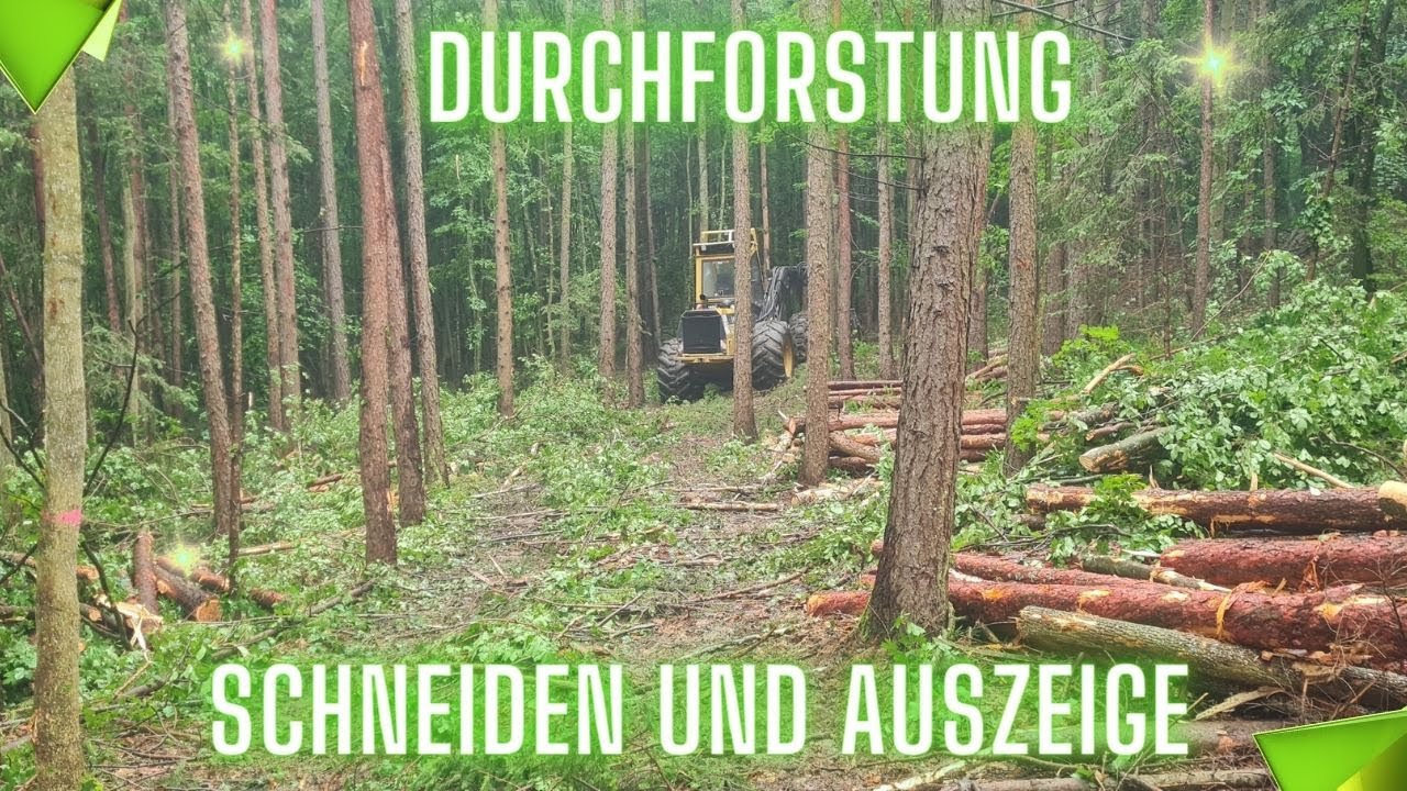 Diesmal in der Lärchendurchforstung, Holzauszeige, Rückegasse anlegen, schneiden mit dem Cat 550