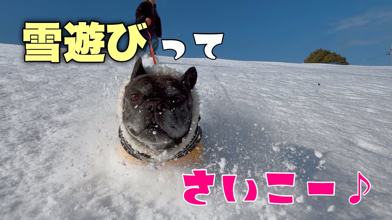 インドア犬も大はしゃぎ！雪遊びって楽しいよね～