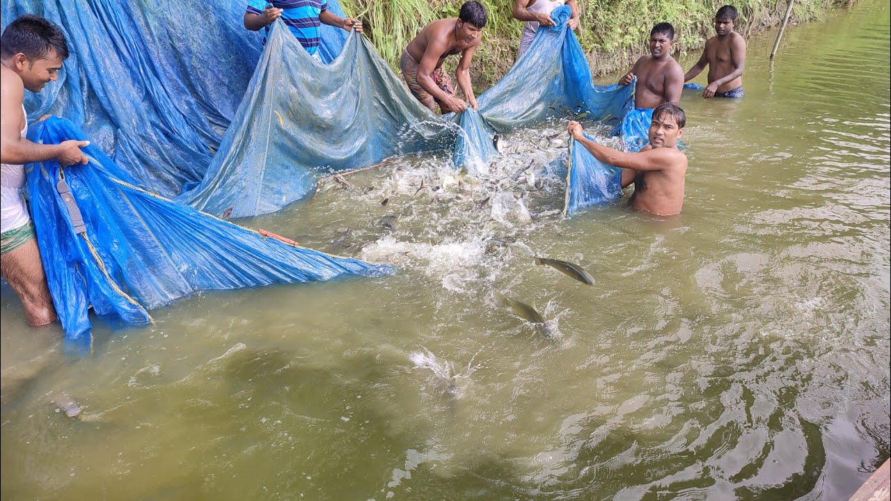 Fishing 🎣| Best Pond Net Fishing | Cambodia Fishing System 2021 | Fish Video | Amazing Fishing Video