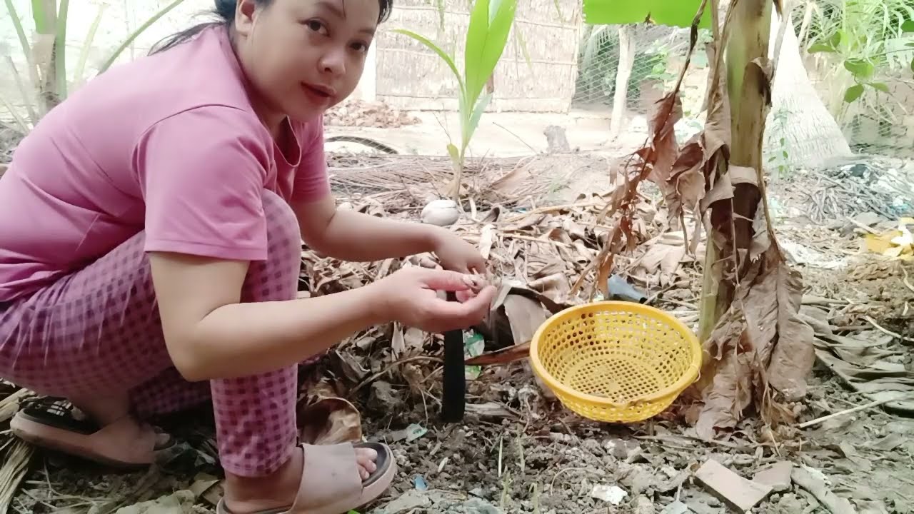 Đi thu hoạch củ nghệ vàng
