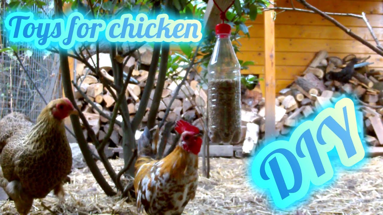 DIY Chicken Toys building and testing Spielzeug für Hühner