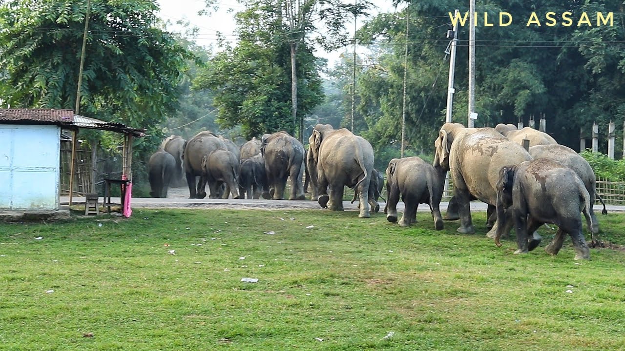SITUATION WHEN 30 ELEPHANTS MOVE THROUGH HUMAN'S VILLAGE || গাঁওৰ মাজেৰে হাতী জাক আৰু মানুহৰ ভিৰ