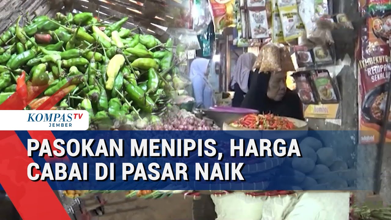 Harga Cabai di Jember Naik Drastis, Petani Gagal Panen Akibat Cuaca Ekstrem