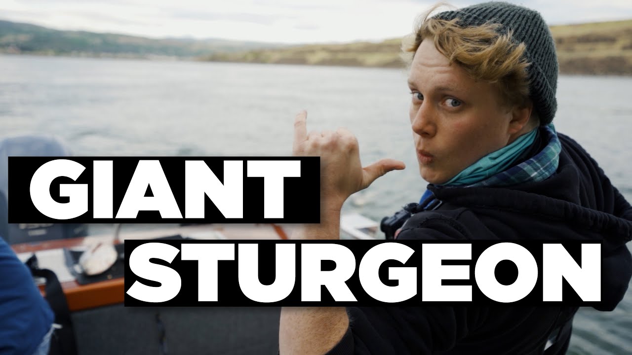Catching GIANT Sturgeon!  | Oregon Sturgeon Fishing | TRAILER (New Videos Next Week)