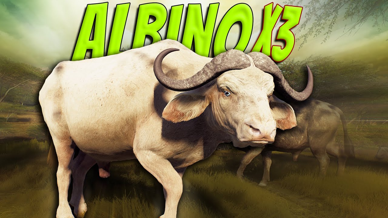 Triple ALBINO Cape Buffalo INSANITY On Tikamoon Plains! Way Of The Hunter