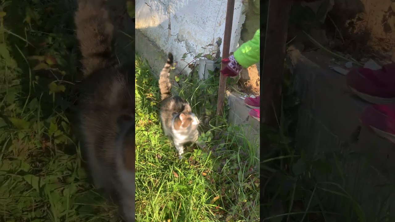 Ny&aacute;vog&oacute; cirmos cica / Meow