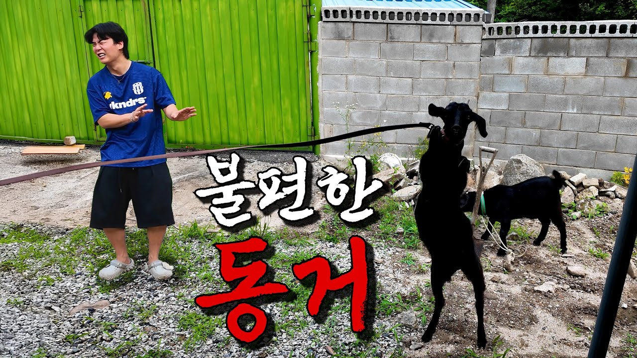 새로운 식구가 생겼습니다...