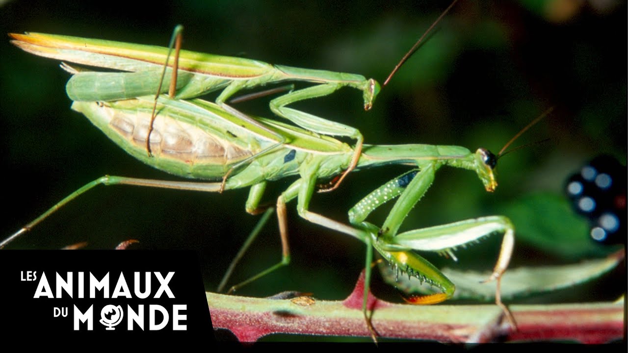 Les insectes - Du sable à l'eau - Un monde d'insectes