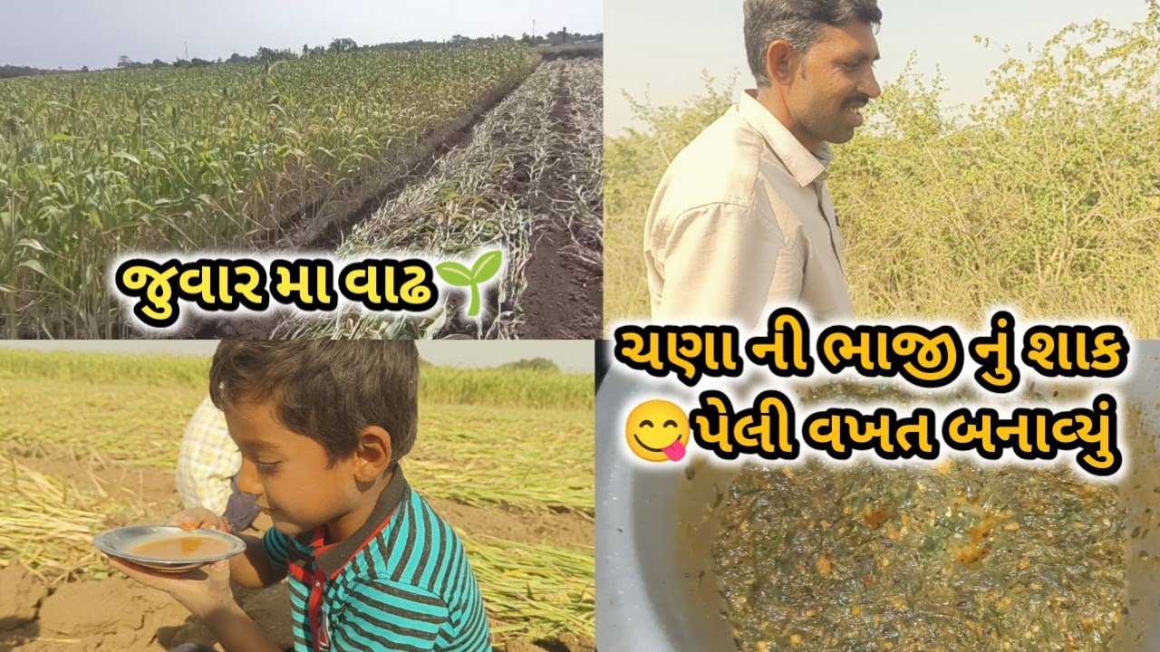 જુવારમાં વાઢ અને જીવનમાં પેહલી વખત ચણાની ભાજી ખાવા મળે 😋 | juvarma vadh ane rasoima chanani bhaji🤗😋