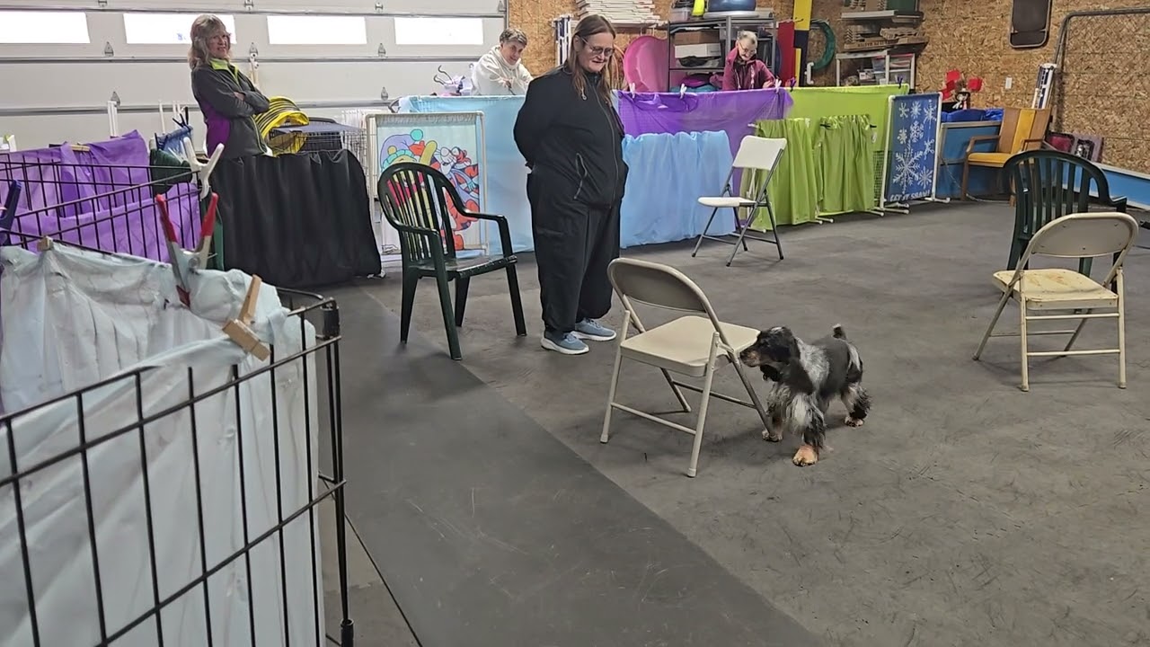 Vivian nosework zoomies