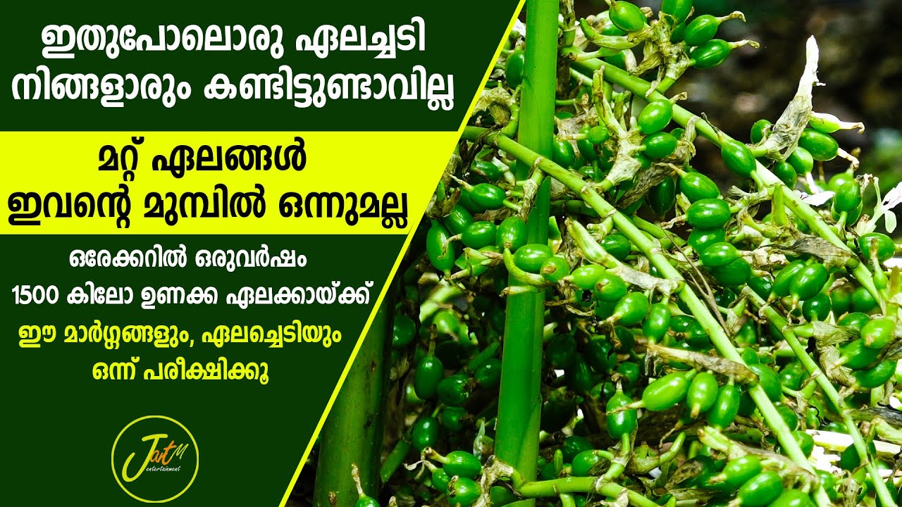 ഏലക്കൃഷിയിൽ വിപ്ലവവുമായി ഒരു കർഷകൻ I Makarakoythu I 9 Bold