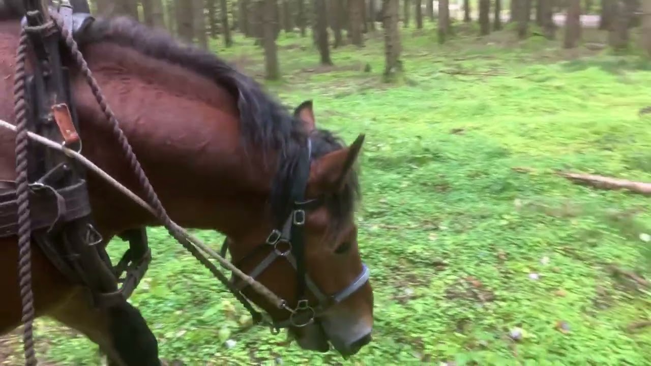 Rune's Forestry Work 1