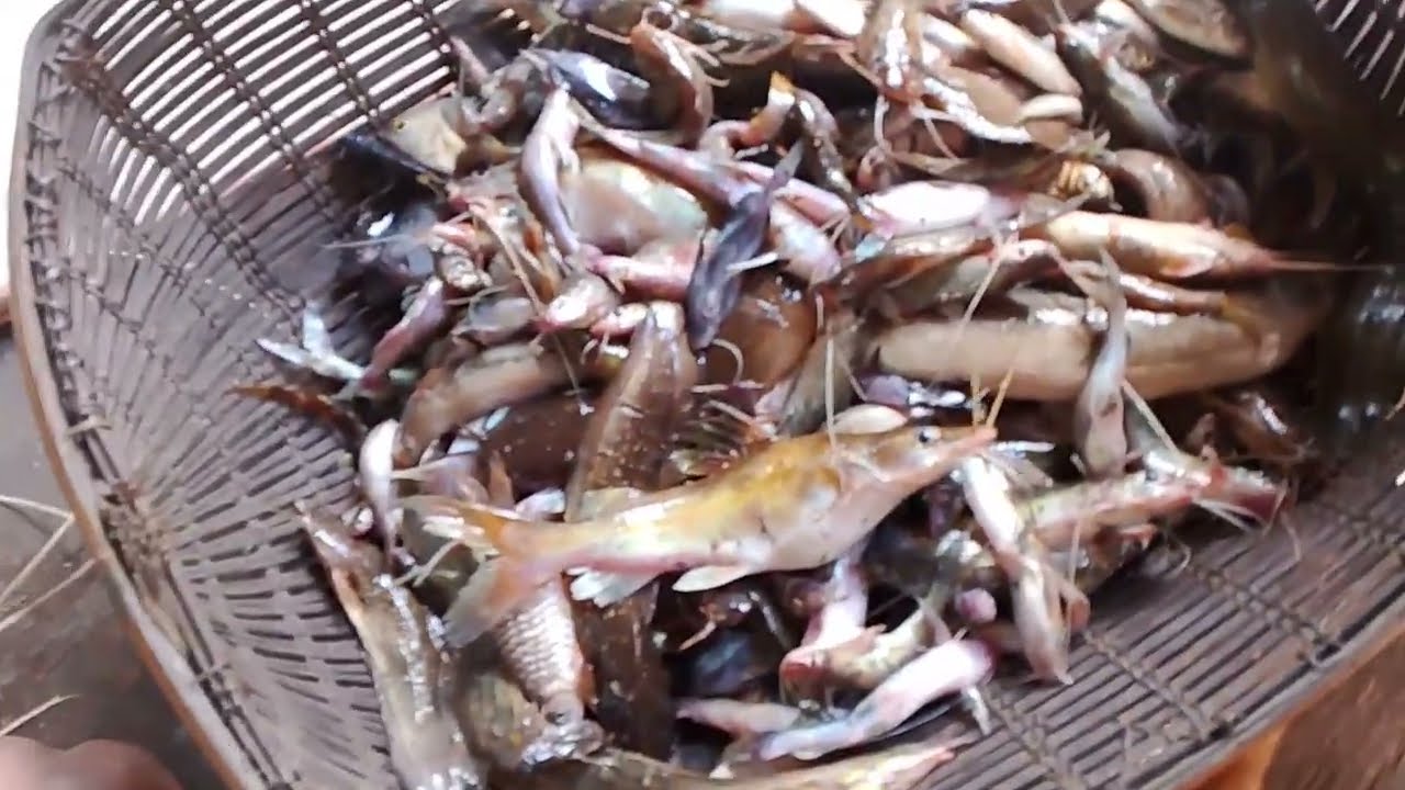 Cek perangkap ikan baung