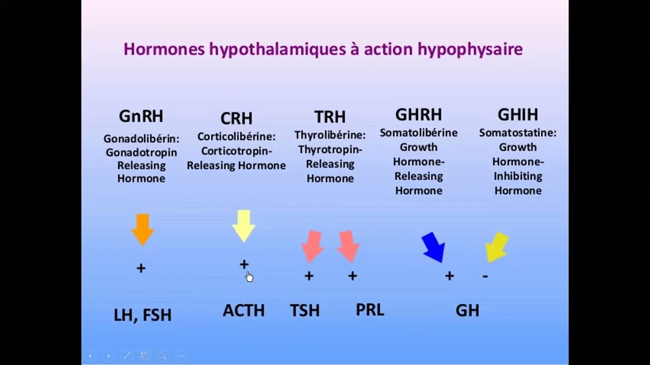 relations hypothalamo-hypophysaires