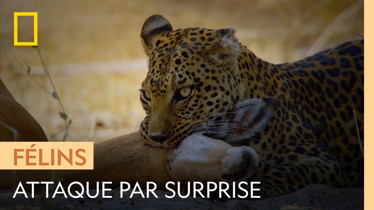 Comment chasse le l&eacute;opard ? | SAUVAGE, RUS&Eacute; ET MORTEL