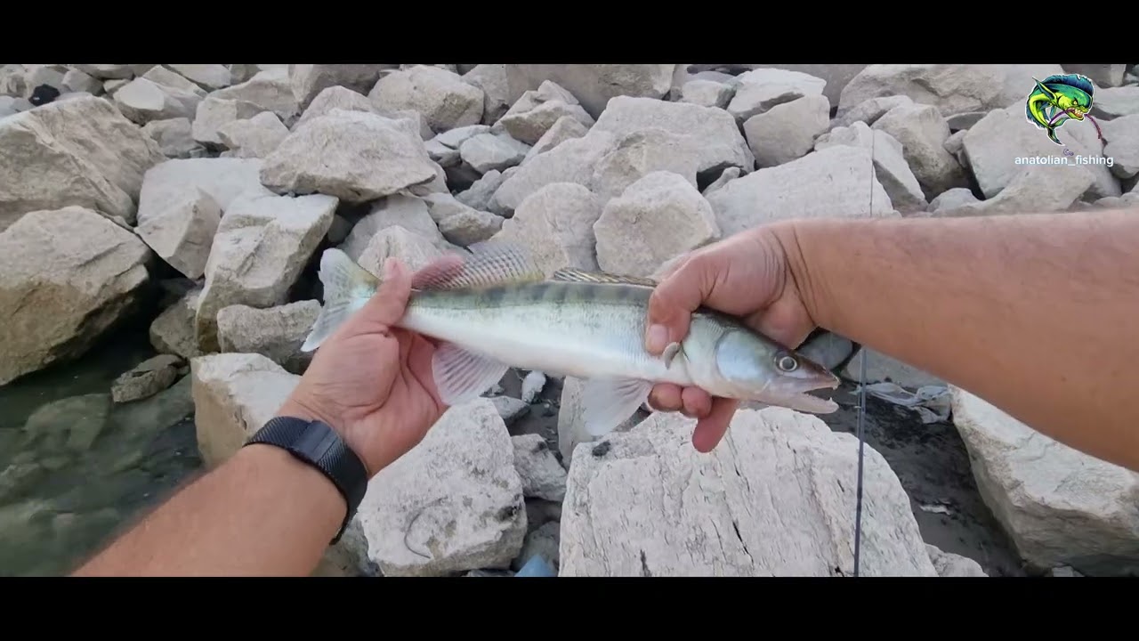 TATLI SU LEVREĞİ (SUDAK)  LRF AVI SARİMSAKLİ SEZONU AÇILDIIII #fishing #zanderfishing #lrf #kayseri